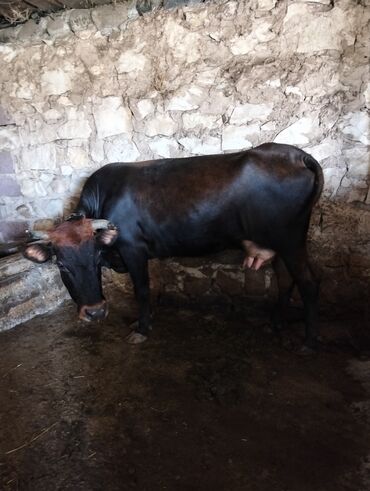 sud veren inek satilir: Dişi, il: 4, Damazlıq, Südlük, Ətlik, Ünvandan götürmə