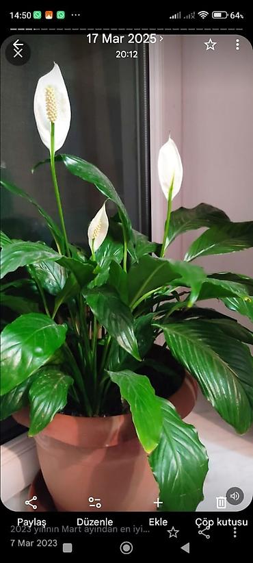 akvaryum bitkileri: Spathiphyllum (Sülh zanbağı) – dekorativ otaq bitkisi - Növ — 1