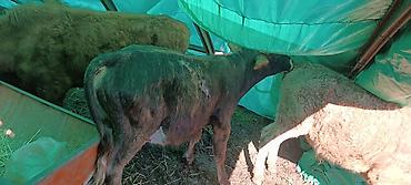 Коровы, быки: Продаю | Бык (самец) | Полукровка | На откорм — 4