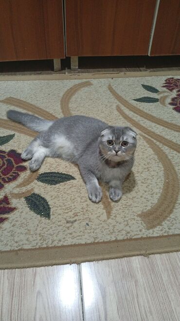 Balıqlar: Scottish Fold pişiyi - Cins: Scottish Fold (qulaqlar yığılmış) -