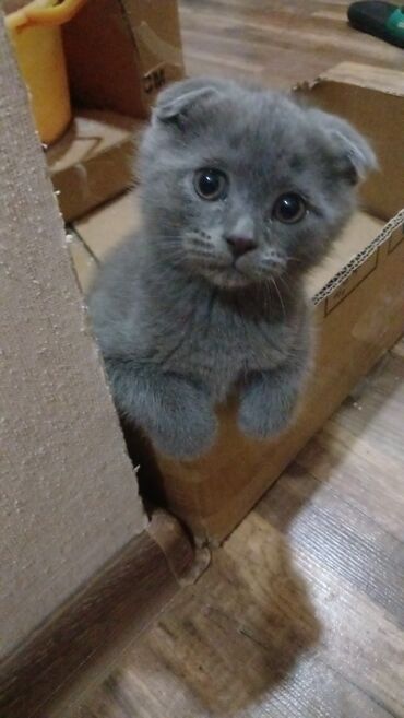 Pişiklər: Cins Paroda pişikləri. Şotland, Britan, Pers. Rəngləri də cür bə cür — 9