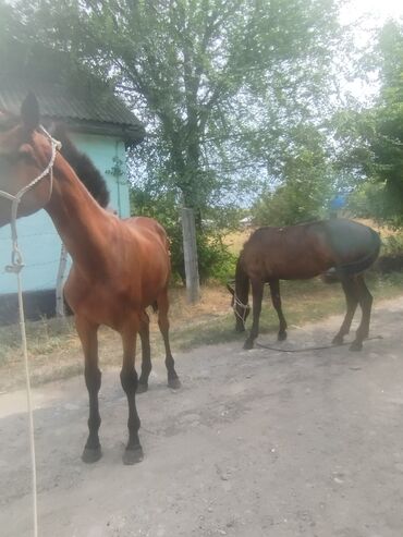 английская чистокровная: Продаю | Кобыла (самка) | Полукровка, Английская | Для разведения