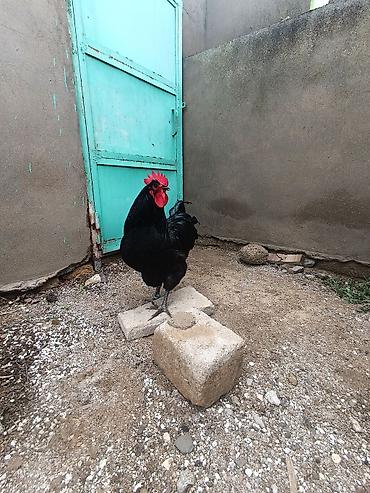 damaz: Qara rəngli xoruz 2024 2025 ci il cempion heyvaninin balasidi duz 8 — 3