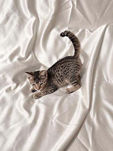 кошки мальчик: 3 месяца, Мальчик, Приучена к лотку, Проглистована — 2