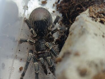 Башка жаныбарлар: Grammostola Puchireps бразильский золотоногий паук, 4-5 линька (5-6