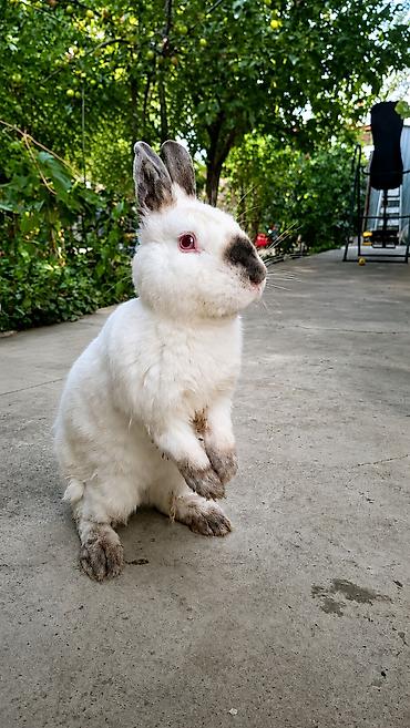 животные домашние: 🐰 Продаются 3 кролика Продаю 3 молодых кролика. Окрас белый с тёмными — 1