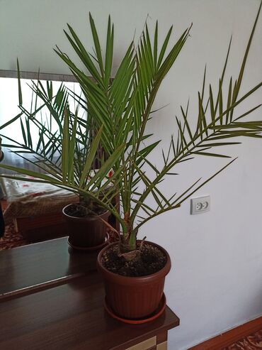 ростки пальмы: Кара-балта финиковая пальма