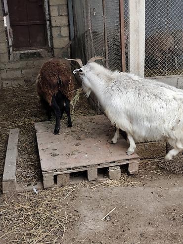 Mal-qara: Salam qoyun yani balali 3 gündür dogub birinci balasidir saglam aktiv — 10