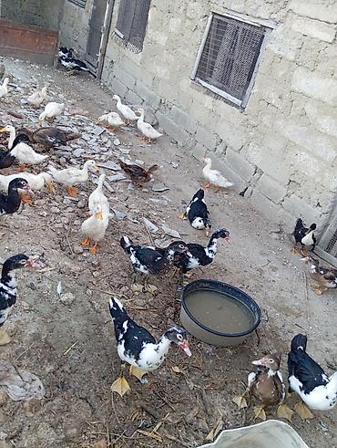 bit daragi harada satilir: Salam lal ördekler 25 manata azvaxda yumurticeler qışqıranda var 10 — 2