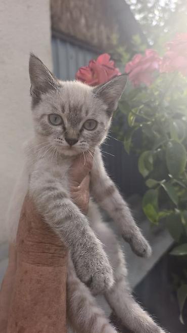 Кошка даром: Скотиш Страйт (Шотландская прямоухая), Мальчик at lalafo.kg — 2 Кошка даром: Скотиш Страйт (Шотландская прямоухая), Мальчик — 2