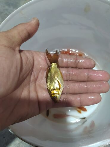 Balıqlar: Qızıl balıq, Sülhsevər, Ünvandan götürmə — 9