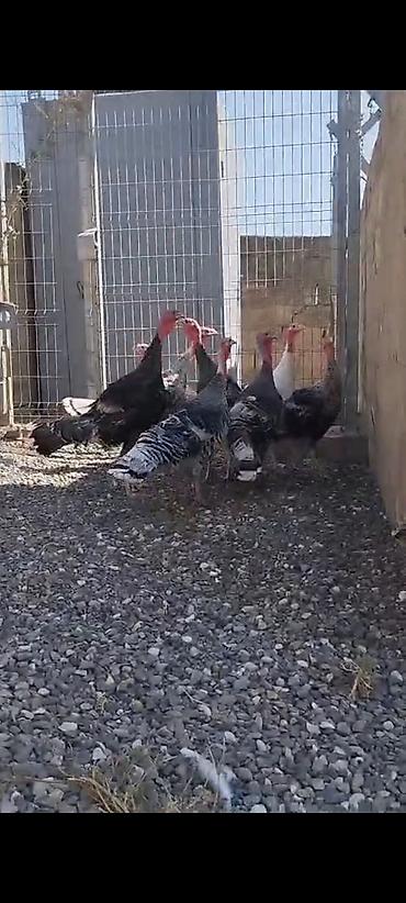2 ayliq cuceler: Erkək, Damazlıq — 4