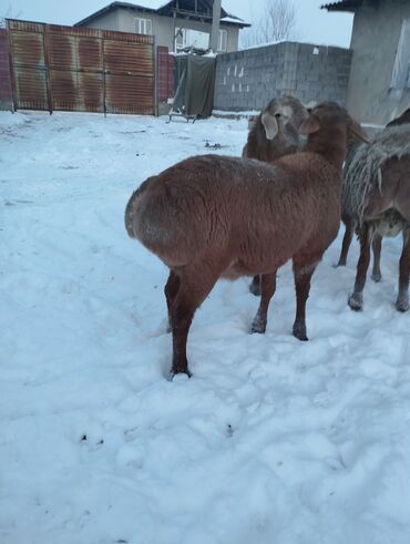 Баран, овца: Продаю | Овца (самка) | Для разведения | Матка — 11