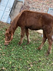 продажа домашних животных: Продаю | Жеребенок | На забой, Для разведения