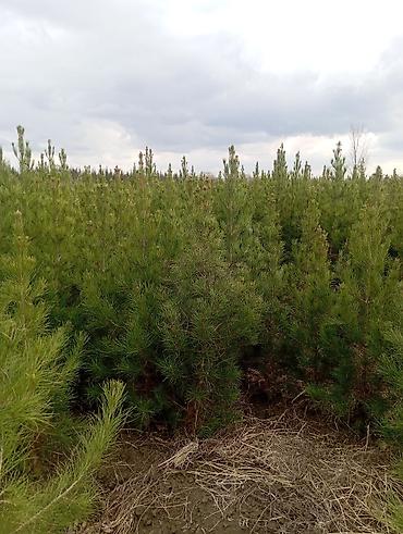 Tinglər: Şam (pine) tingləri – iynəyarpaq landşaft ağacı - Növ: Şam ağacı — 5