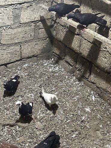quş xana: Hamisi tutulmadi hec bir problemleri yoxdu saglam heyvanlardi Real — 6