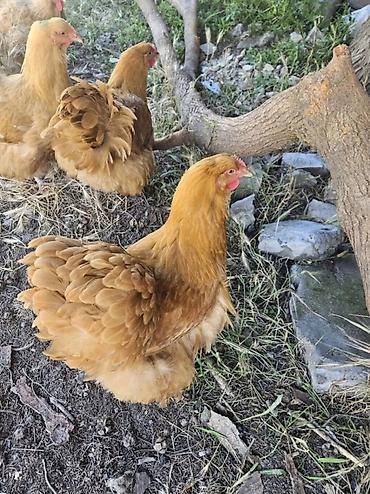 kuban toyuqlari: Toyuq, Orpington, Yumurtalıq, Ödənişli çatdırılma — 9