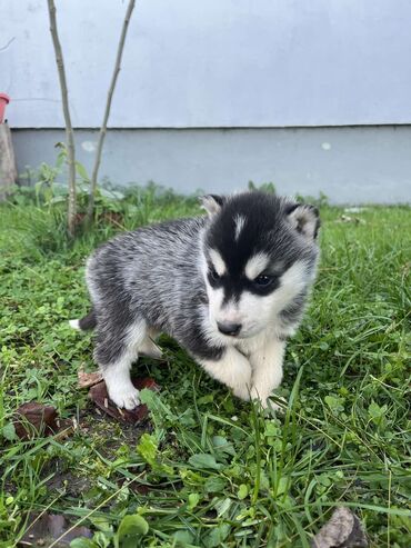 Psi: Sibirsky haski štenci - Leglo prelepih štenaca sibirskog haskija na lalafo.rs — 12 Psi: Sibirsky haski štenci - Leglo prelepih štenaca sibirskog haskija — 12