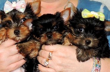Собаки: Открыта бронь на щенков породы йоркширский терьер, рождённые 7 декабря