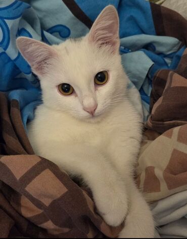 сколько стоит щенок акита ину: Dişi