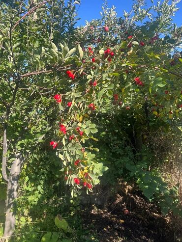 Продажа домов: Дом, 100 м², 4 комнаты, Собственник, Старый ремонт — 17