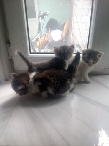 кошка серая: Кошка даром: Беспородная, 3 месяца, Мальчик, Приучена к лотку, Проглистована