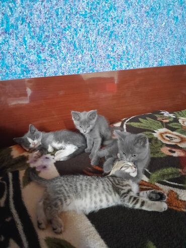 кошка токмок: Котята домашние, помёт из четырёх малышей: - 2 пушистых серых