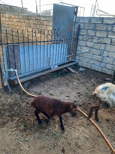 Бараны, овцы: 5Qoyun və5 quzu dəsti - Ana qoyun – südlü, quzu əmizdirir. Yerli — 1