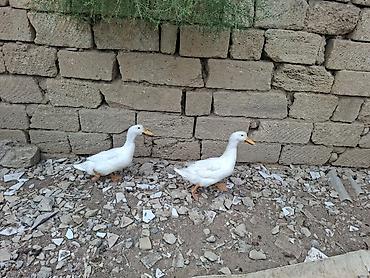 ördey balası: Dişi, | Lal ördək, Damazlıq, Ödənişli çatdırılma — 3