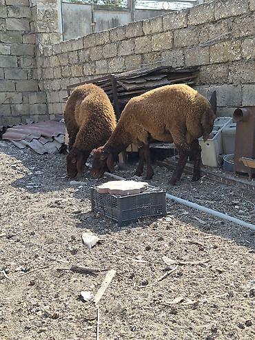 Mal-qara: Salam 2 side ərkəydi saglam arpa yonca yeyen heyvanlardı qala — 1