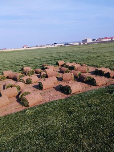 Süni qazon: Rulon qazon - Peşəkar qazon plantasiyasından kəsilib rulon halında — 14