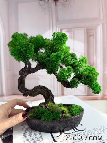 Декоративные цветы: Деревья-бонсай из натурального стабилизированного мха🌳 -это — 37
