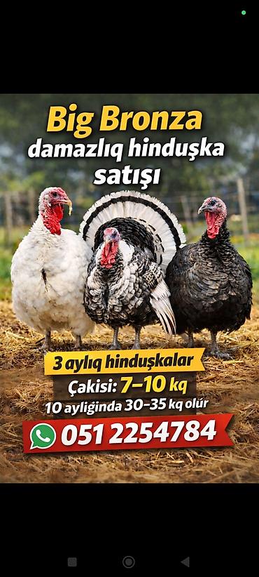 hinduska satilir: Avstroliup xoruztoyuqlar və Hind quşlari Amerkan Bronz Big 6 sortlar — 8