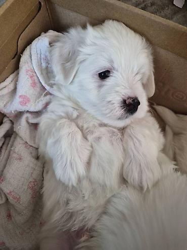 Psi: Tulearski pas (Koton)-štenci Na prodaju su 3 preslatka šteneta rase — 4