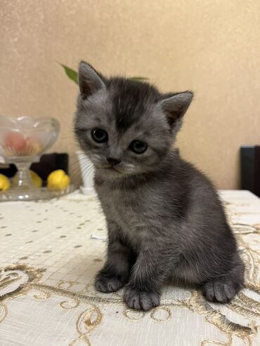 Pişiklər: Temiz qan shinshila balalari satilir. 15 .11.25 ilde dogulublar. yemek — 18