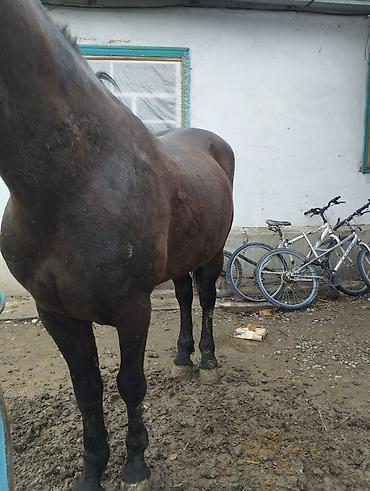 Продажа коттеджей и домов: Семиз Айгыр сатылат 2 асый — 7