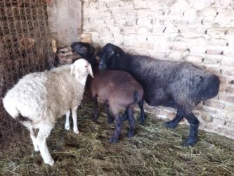 продажа баранов в бишкеке: Продаю | Овца (самка) | Полукровка | На забой, Для разведения | Матка, Ярка