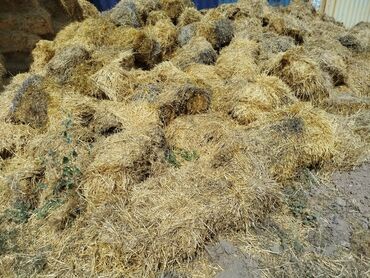 объявления о находке документов: Кому нужна ячменная салома на заливку бесплатно с. Сокулук