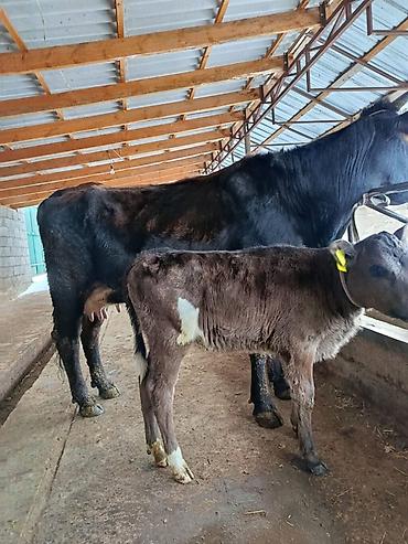 Коровы, быки: Продаю | Корова (самка) | Для молока | После отела — 2