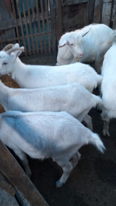 щенки в добрые руки: Salam .5 disi 2 teke.temiz saf qan heyvanlardi.analari 3.5. 4 lt sud