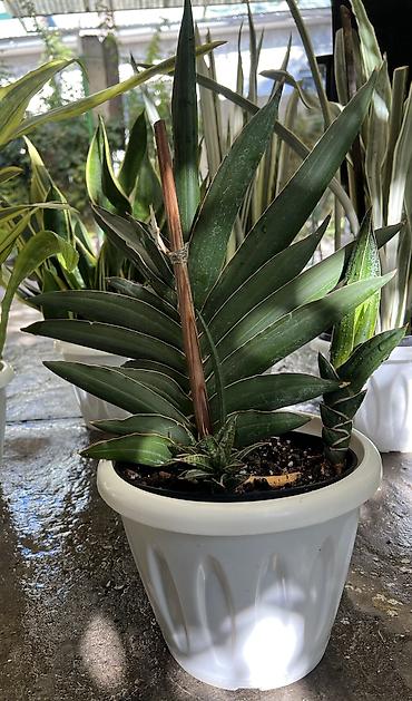 тещин: Сансевиерия (Sansevieria, «тещин язык») – компактные комнатные — 5
