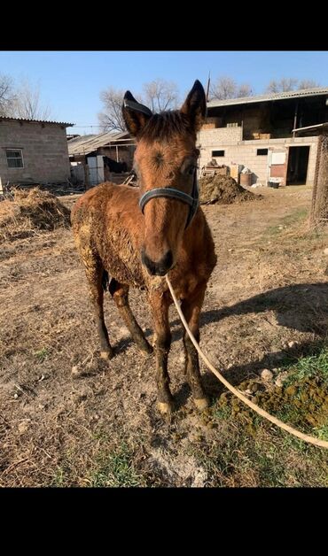 Лошади, кони: Продаю | Жеребец | Рабочий — 6