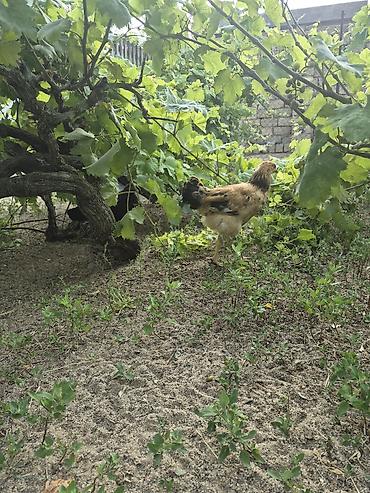 brama toyuqları: 2 ay yarımlıq 3 ay 4 aylıq kənd çolpaları.yaşıl otnan buğda — 6