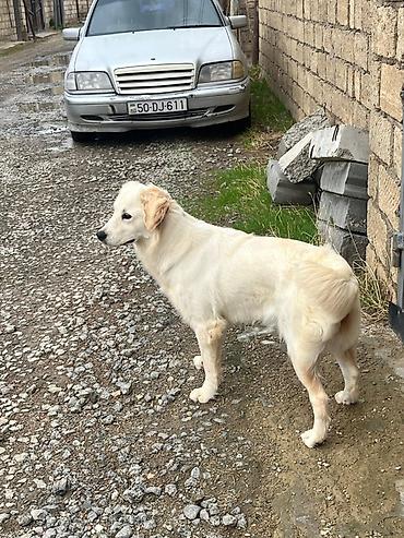 Retriever, 8 ay, Dişi