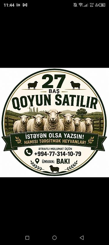 Qoyunlar, qoçlar: 27 baş qoyun satılır. - Say: 27 baş - Növ: yerli qarışıq ətlik/südlük — 2