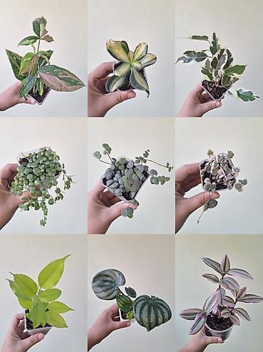 ремонт аквариума: 🌿 Комнатные растения/цветы (детки/молодые растения). 🪴 Названия и цены — 1