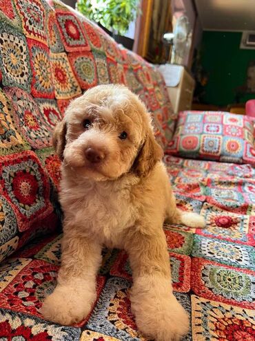 Psi: Nasa odgajivacnica lagotto romagnolo pasa A GANG OF LAGOTTA FCI 7244 — 16