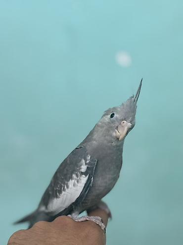 xas: Nimdaşah (Cockatiel) – boz rəngli, başda xas xarakterik toqqa, qara — 1
