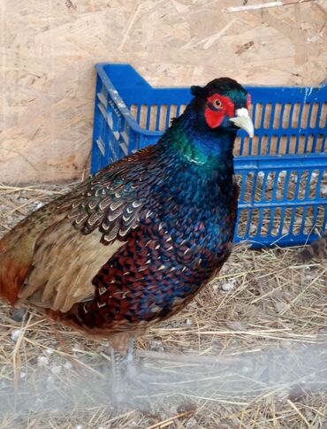 птица голуби: Продам фазанов Одна пара румынских Одна пара охотничьих Возраст по