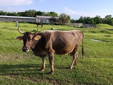 Коровы, быки: Продаю | Корова (самка) | Алатауская | Для молока | Искусственник